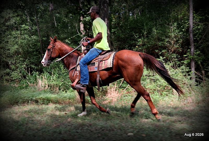 💛🐴 Scarlet • Ranch Experienced, Trail Ready & Ready to Ride💛