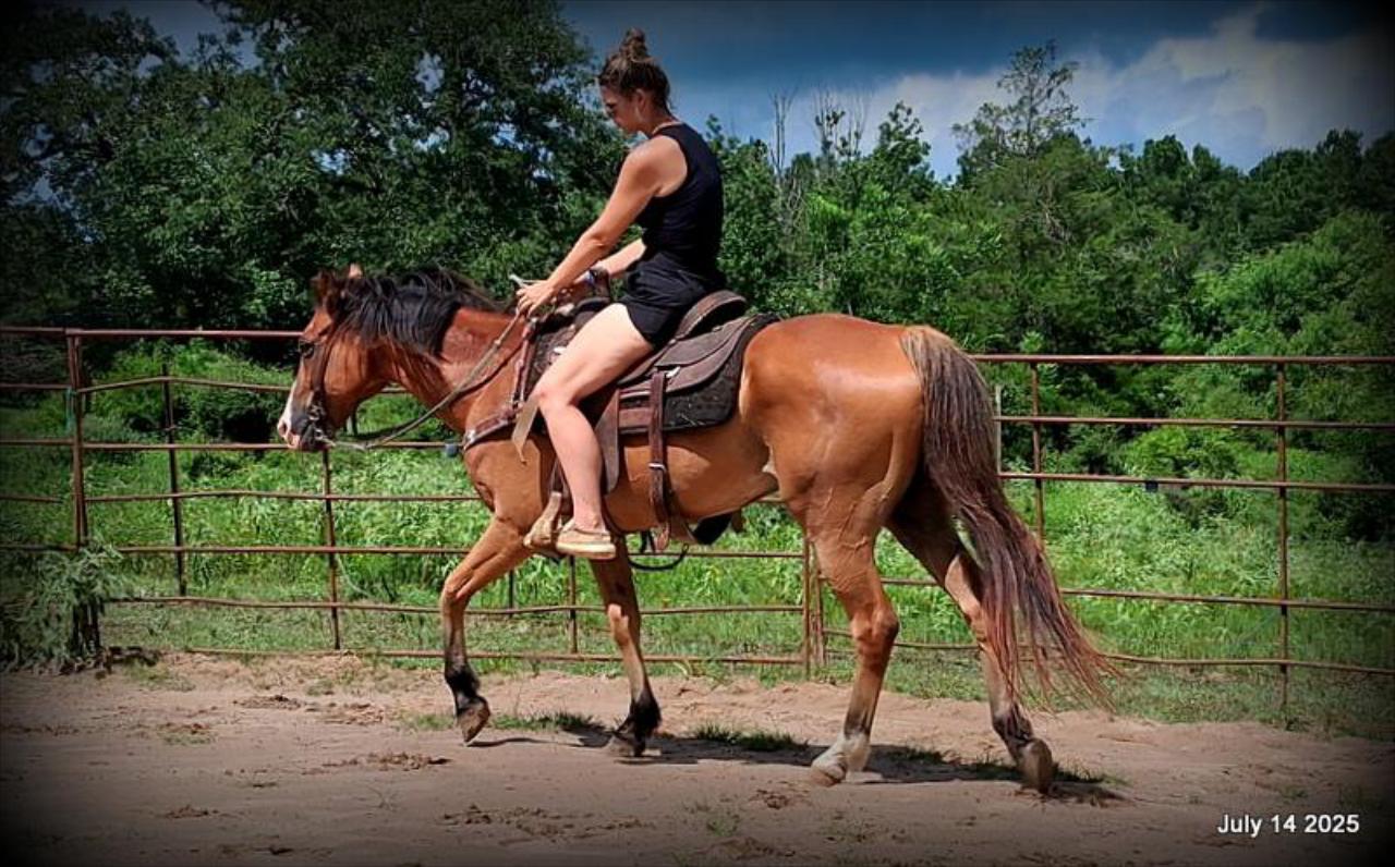 Bailey – Sweet Bay Gelding with a Heart of Gold