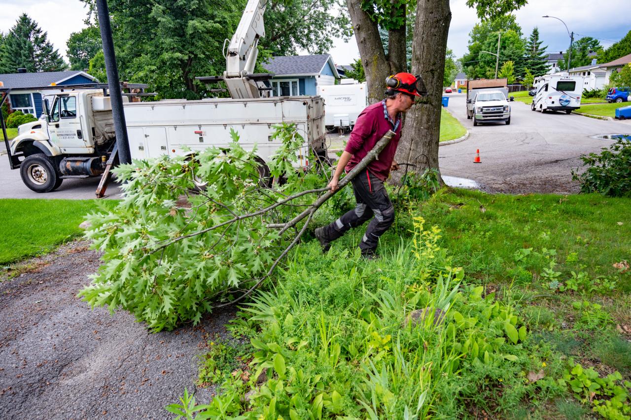 Shrub and Tree Removal