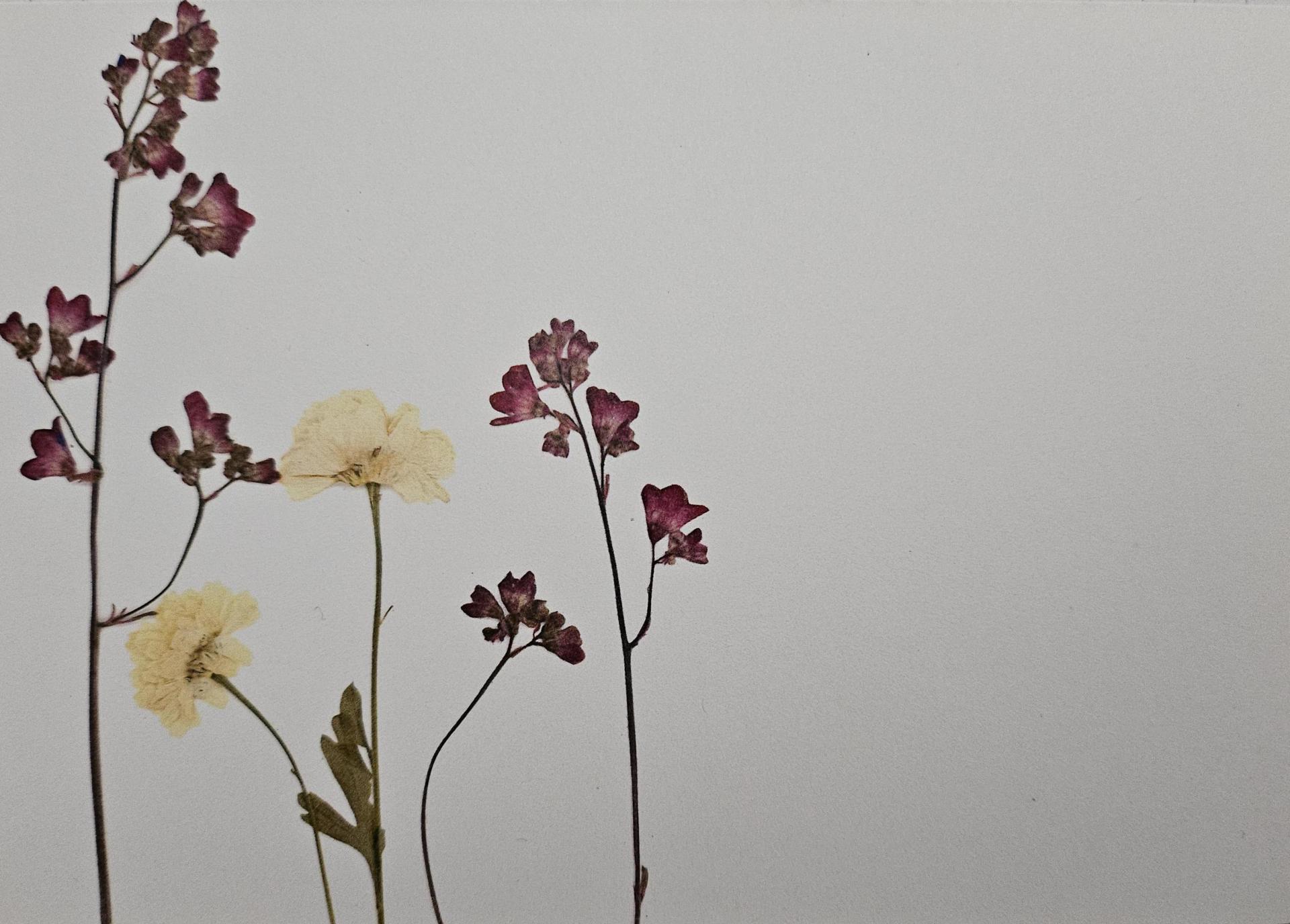 Elegance Series Cards 10 pack print cards