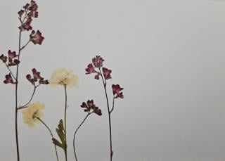 Elegance Series Cards 10 pack print cards