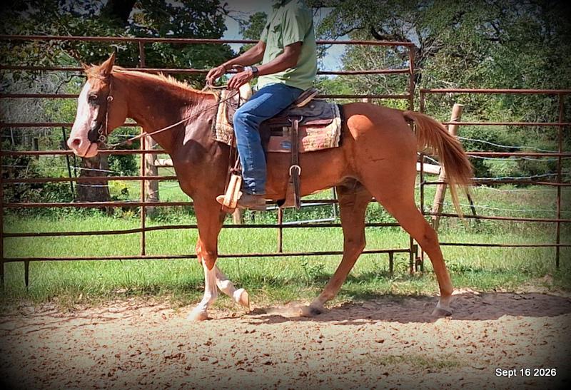 💚 Rocky | Kid-Safe Family Trail Gelding