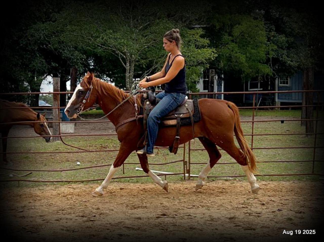 Cooper Amazing Beginners Horse