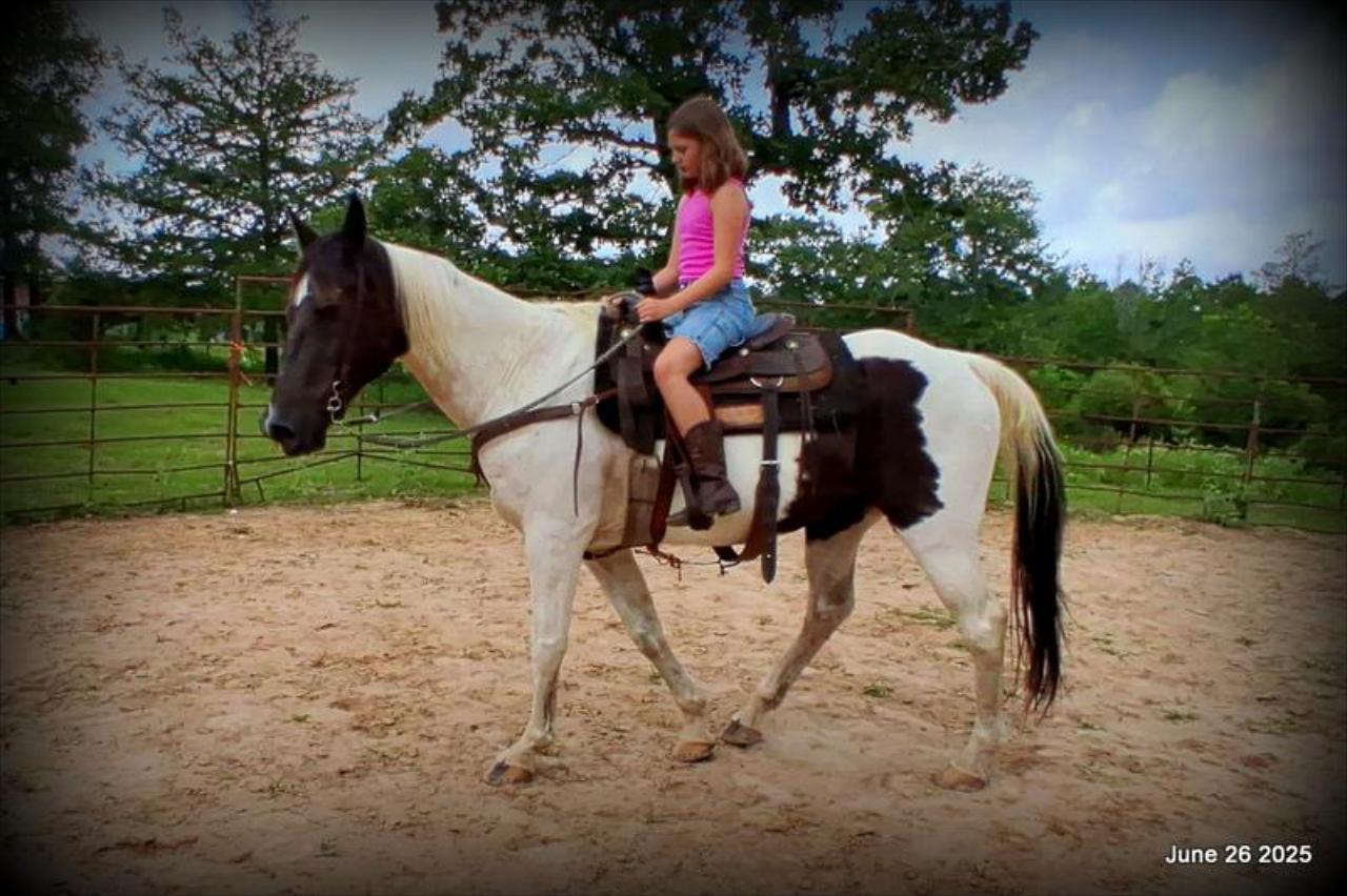 Meet Patrick – The Perfect Family Gelding!