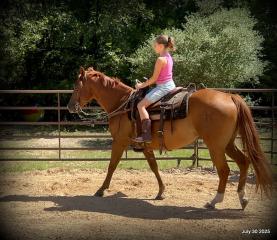 Smart Little Buzz AKA hawk