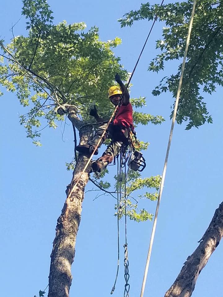 Tree Trimming & Tree Removal 
