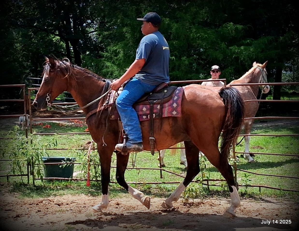 Cash- 11 Year Old Arabian Cross