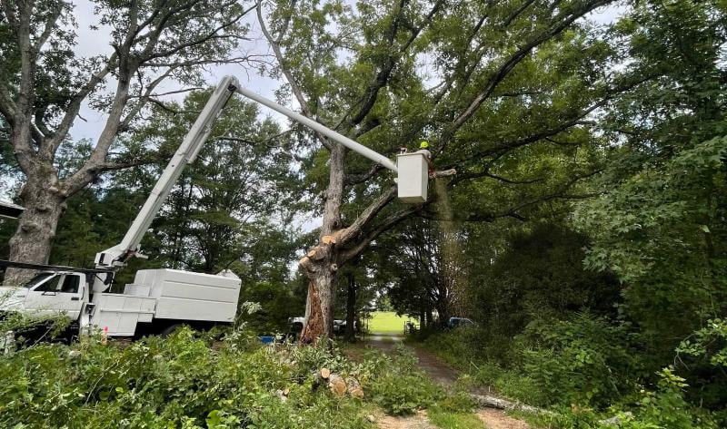 Tree Trimming