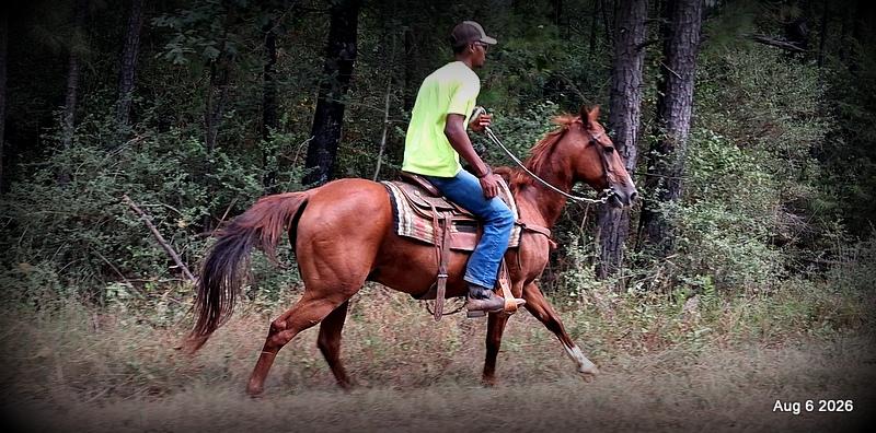 💛🐴 Scarlet • Ranch Experienced, Trail Ready & Ready to Ride💛