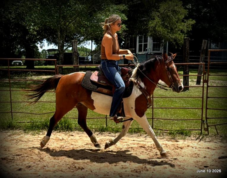 🧡Coca🧡Solid, Sensible Trail Mare 🌟