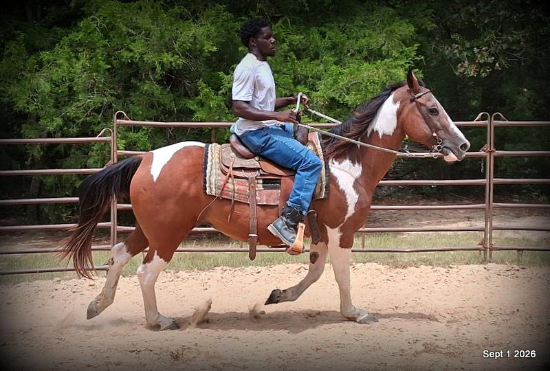💛 🐴 Milly • Beginner Safe, Confident & Smooth Trail Mare💛