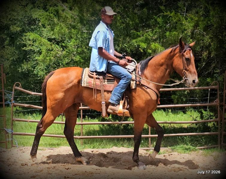 🧡 River 🐴 Quiet, Trail-Proven & Advanced Beginner Safe 🌲✨