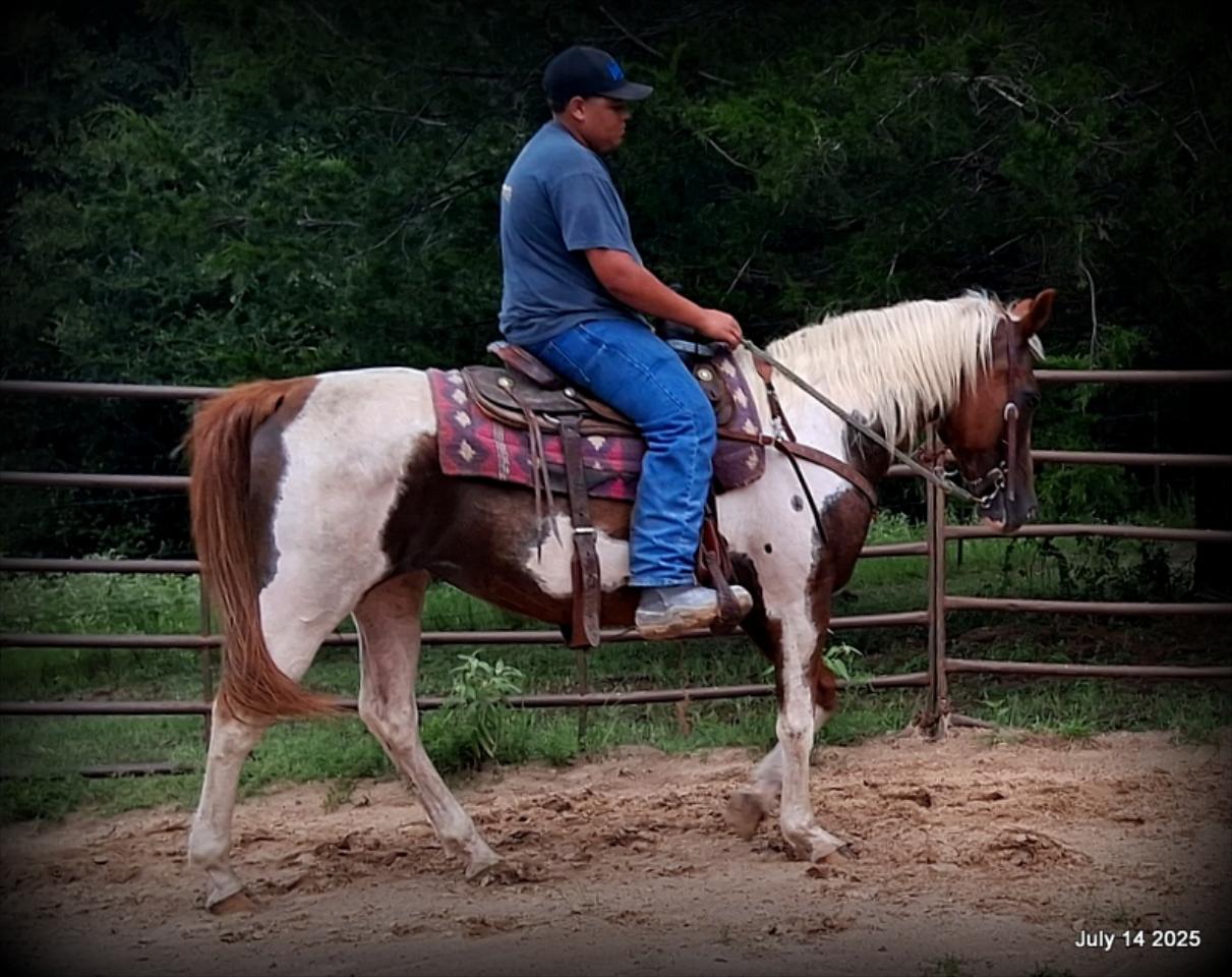 Jazzy – Beautiful Paint Mare with a Heart of Gold