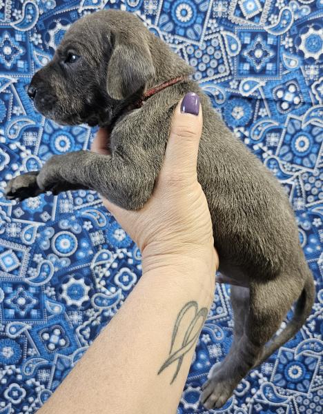 Blue Male Red Collar