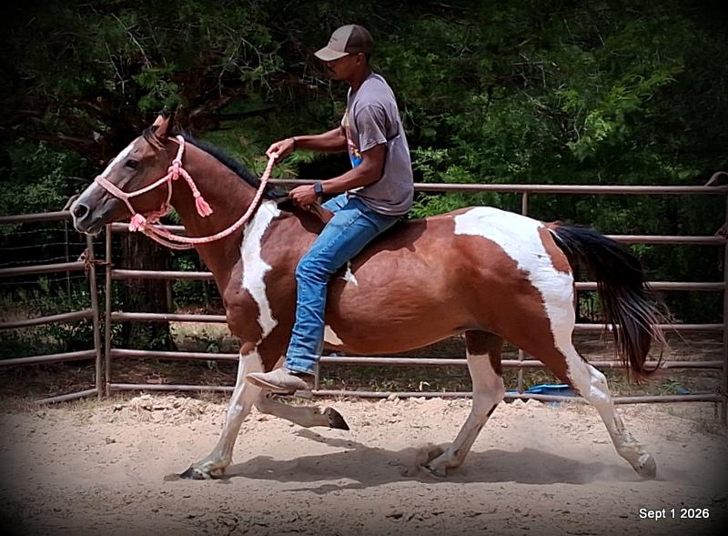 💛 🐴 Milly • Beginner Safe, Confident & Smooth Trail Mare💛