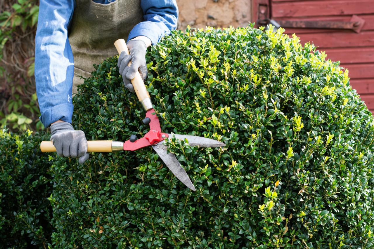 Tree & Bush Trimming 