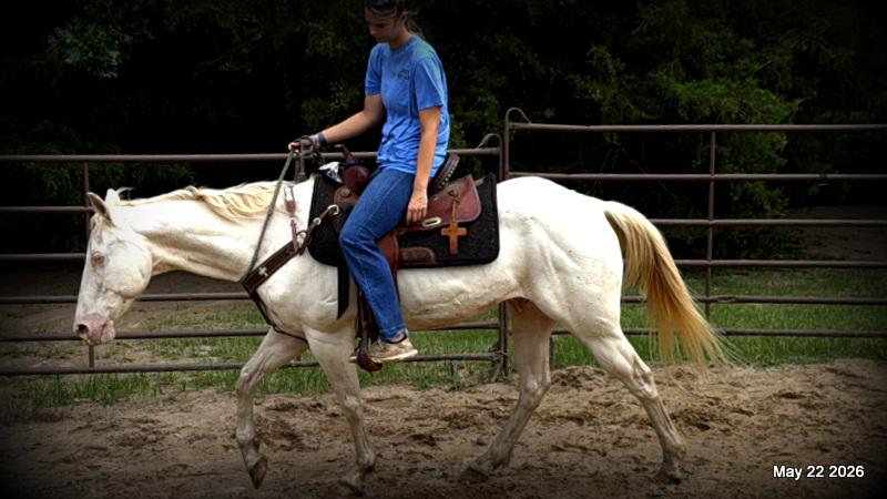 💚Prince💚Meet Prince: Your Dream Riding Partner! 👑