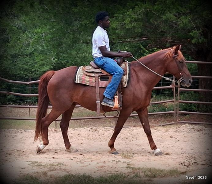 💚🐴 Cricket • Kid Safe & Beginner Safe Family Mare💚
