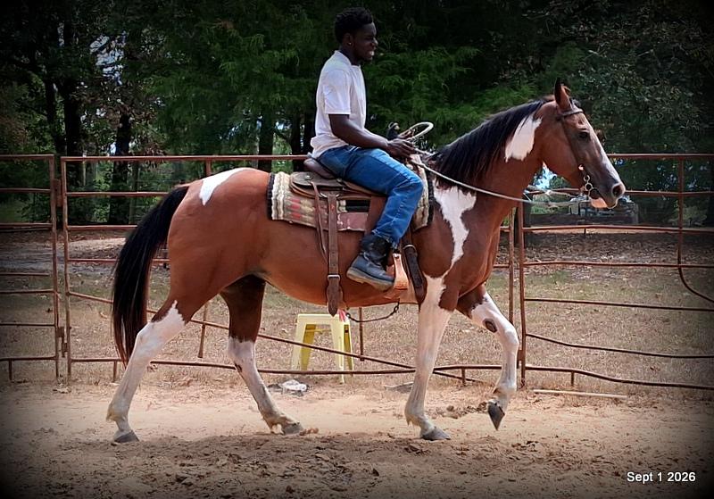 💛 🐴 Milly • Beginner Safe, Confident & Smooth Trail Mare💛