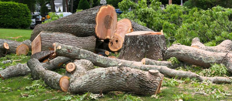 Tree Trimming and Removal