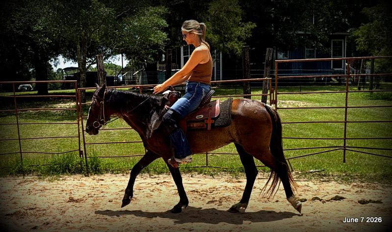 💛Bugs💛Smooth-Gaited Trail Mare 🌟