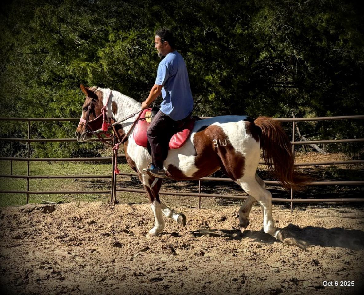 Jazzy – A Warrior Seeking Her Second Chance