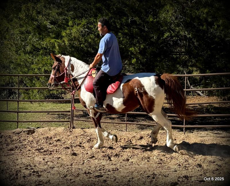 Jazzy – A Warrior Seeking Her Second Chance