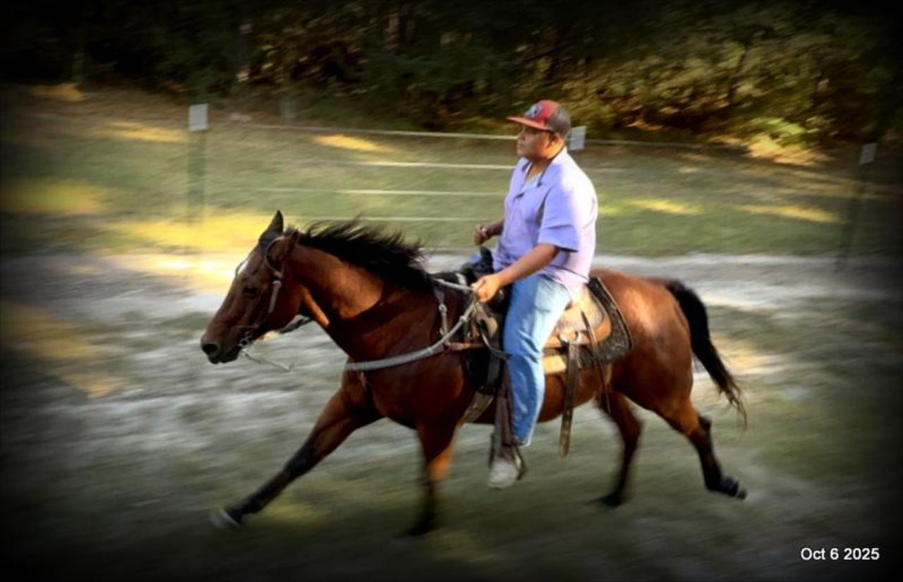 🌟 Meet Brownie – Your All-Around Ranch and Trail Partner 🌟