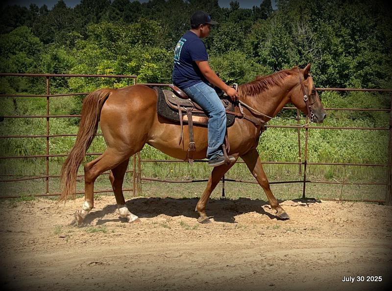 Smart Little Buzz AKA hawk