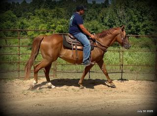 Smart Little Buzz AKA hawk