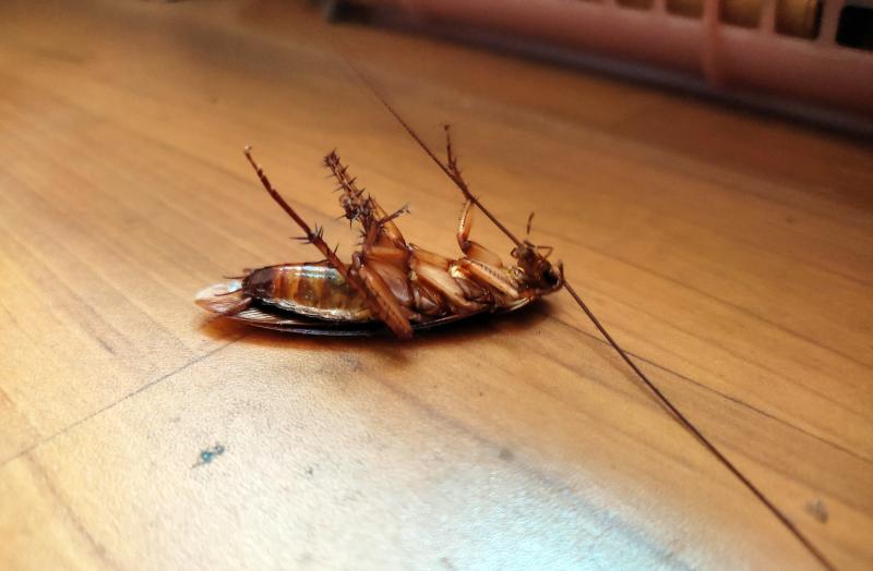 Cockroaches Indoors: Why You Need Expert Treatment Fast