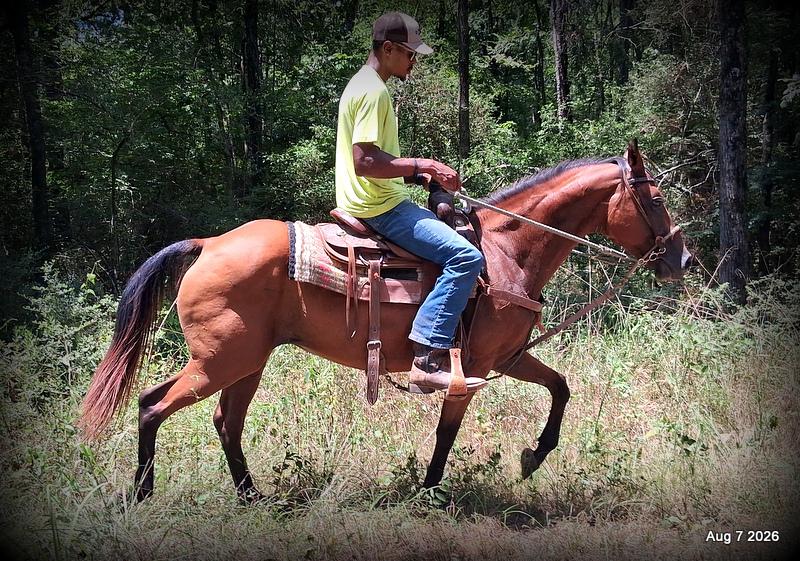 💚Sable • Beginner Safe & Family Safe Mare💚