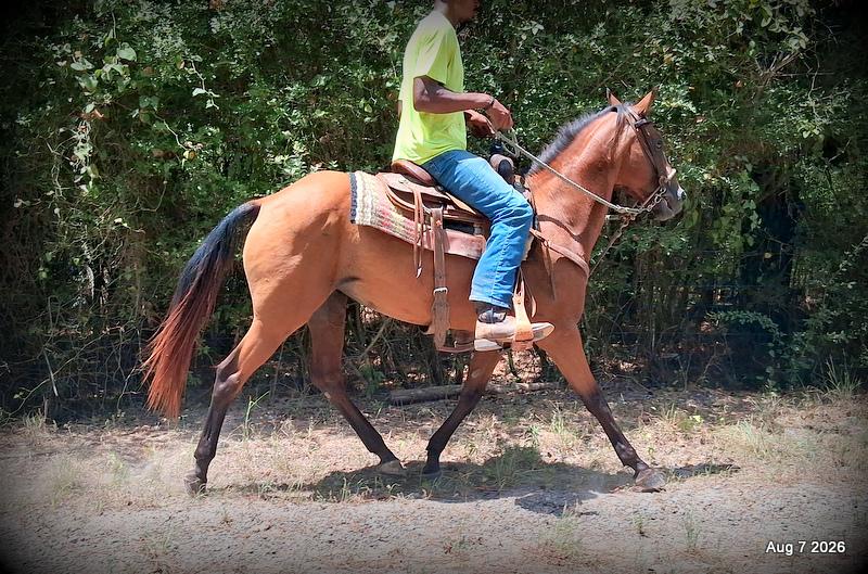 💚Sable • Beginner Safe & Family Safe Mare💚