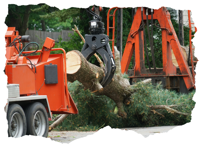 Tree Service