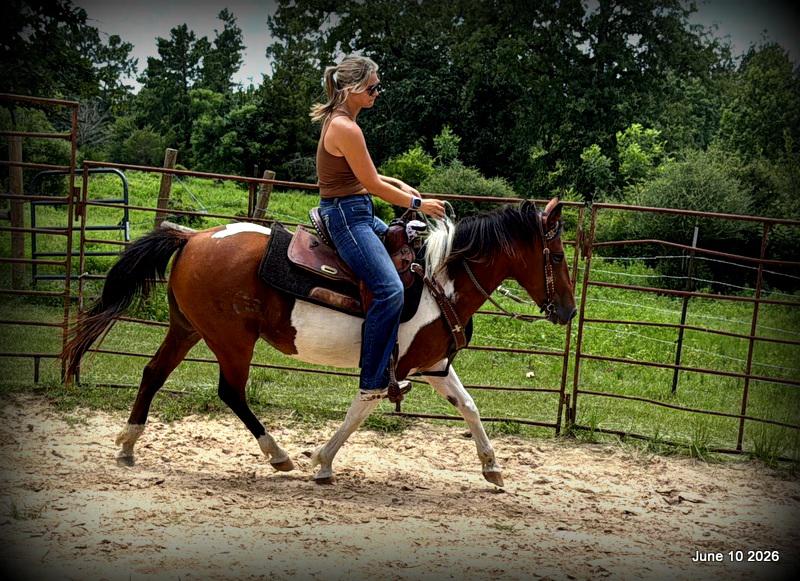 🧡Coca🧡Solid, Sensible Trail Mare 🌟