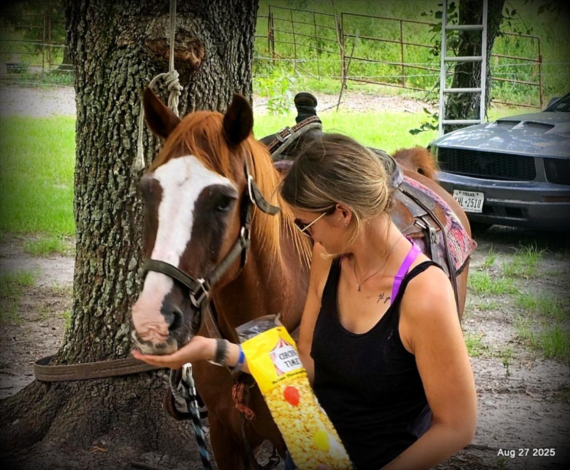 Cooper Amazing Beginners Horse