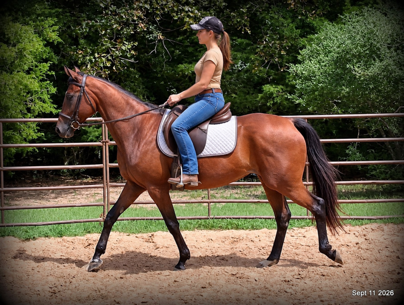 🧡 Jessica’s Beauty | Registered Standardbred Mare🧡