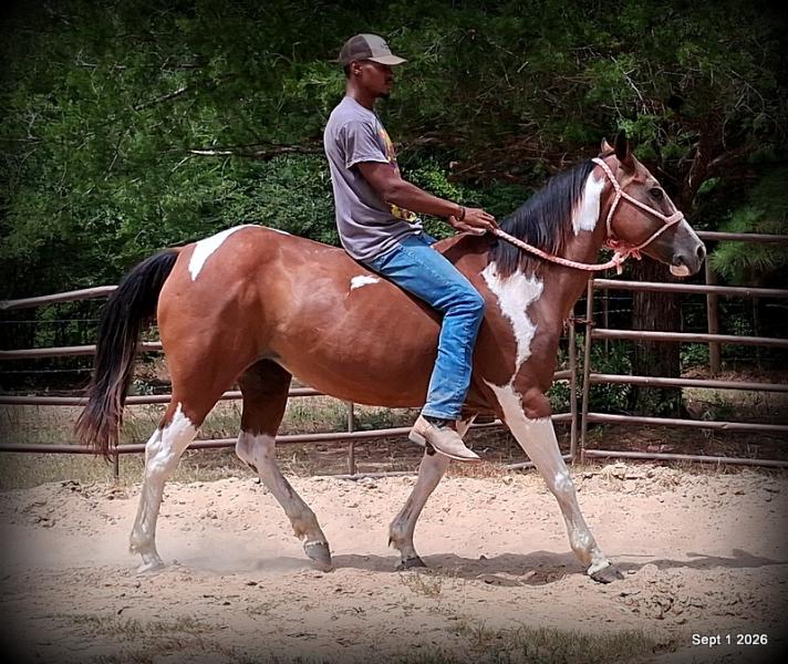 💛 🐴 Milly • Beginner Safe, Confident & Smooth Trail Mare💛