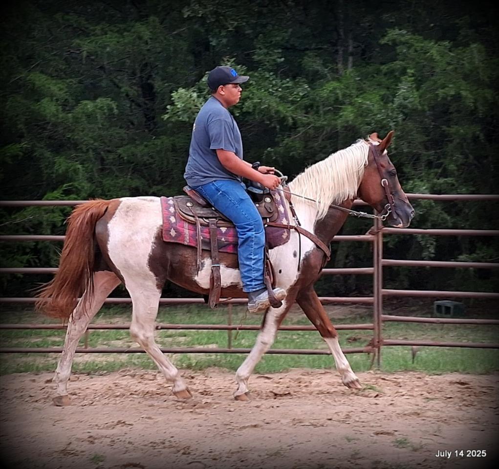 Jazzy – Beautiful Paint Mare with a Heart of Gold