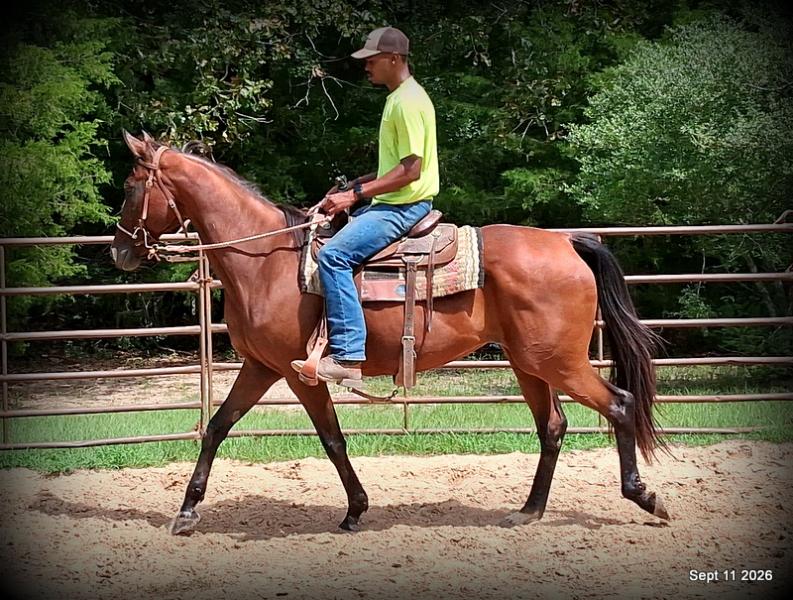 🧡 Jessica’s Beauty | Registered Standardbred Mare🧡