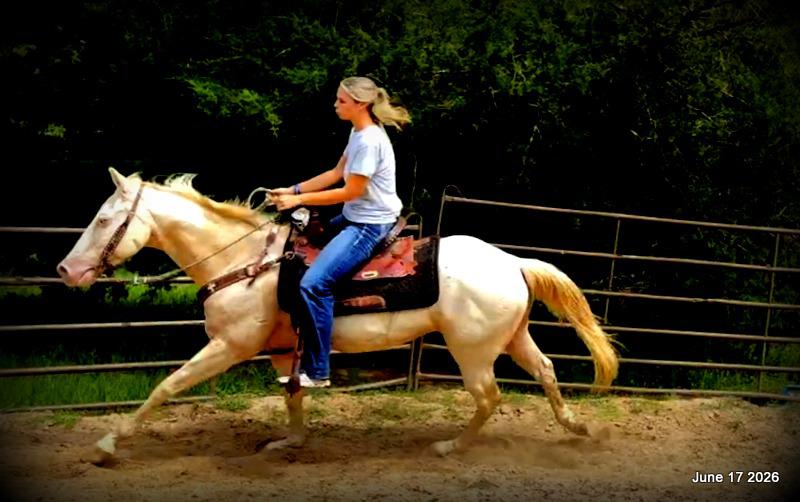 💚Prince💚Meet Prince: Your Dream Riding Partner! 👑