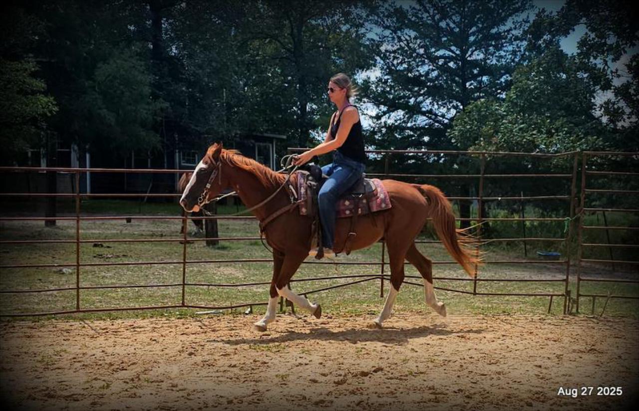 Cooper Amazing Beginners Horse