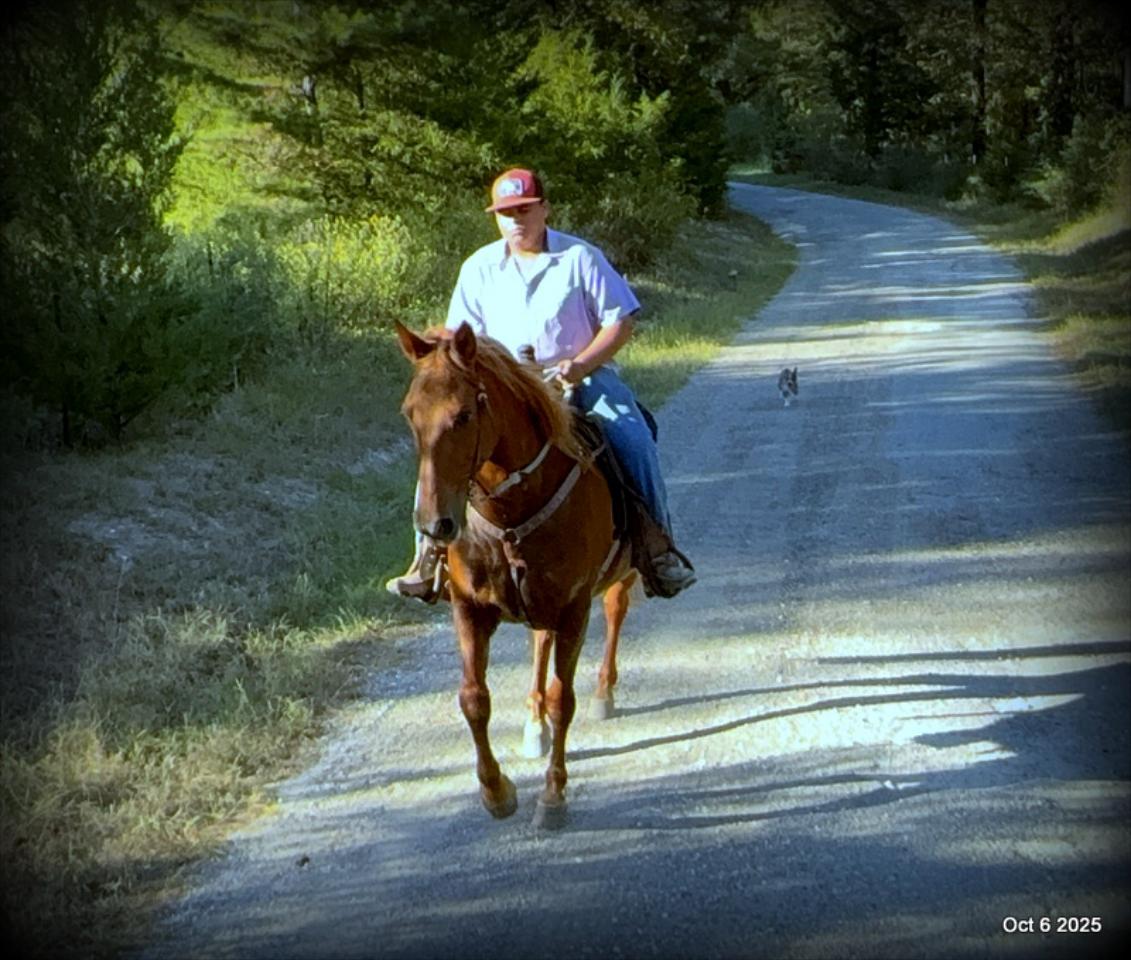 🌹 Meet Missouri – The Mare That Makes Every Ride Feel Like Home 🌹