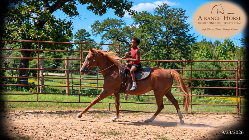 💚🐴 Blair • Kid Safe, Beginner Safe & Sweet Trail Mare💚