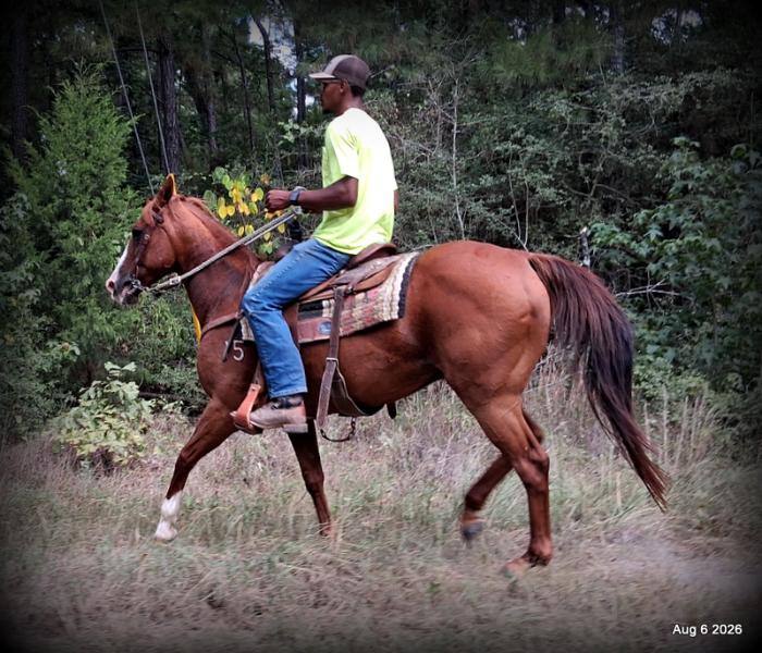 💛🐴 Scarlet • Ranch Experienced, Trail Ready & Ready to Ride💛