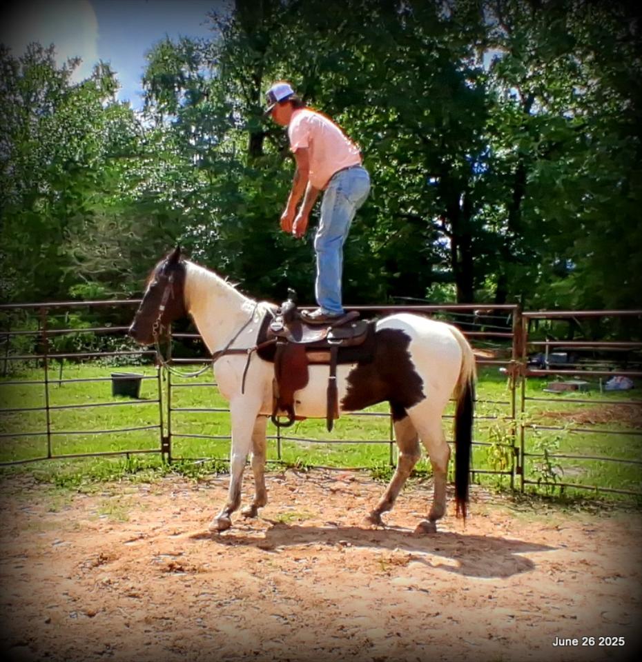 Meet Patrick – The Perfect Family Gelding!