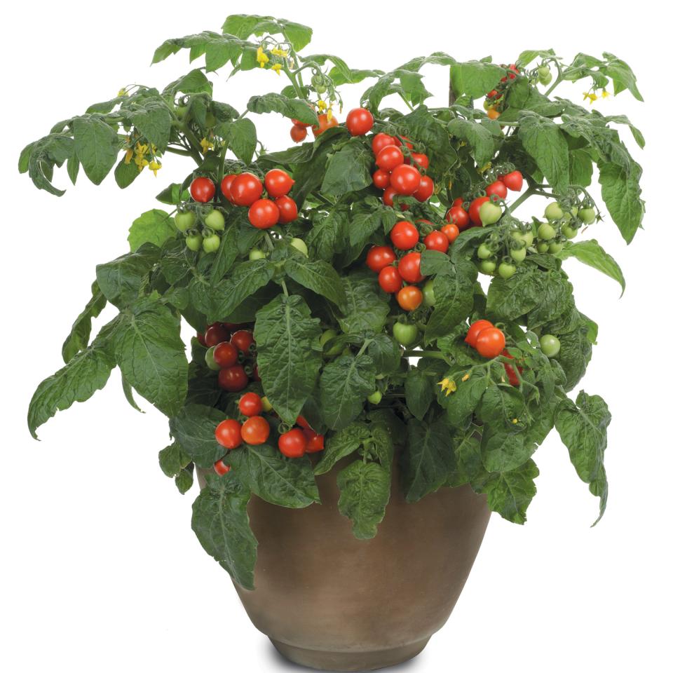 Tempting Tomatoes™Goodhearted™Tomato