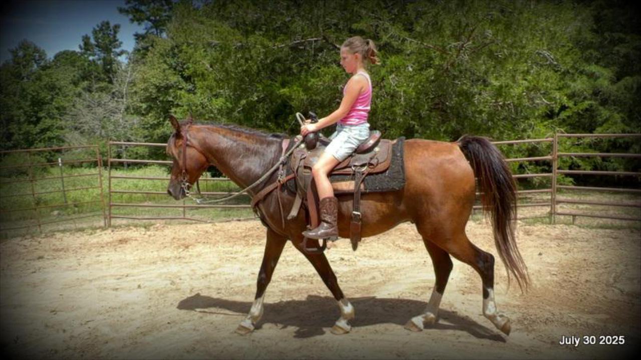 Cash- 11 Year Old Arabian Cross