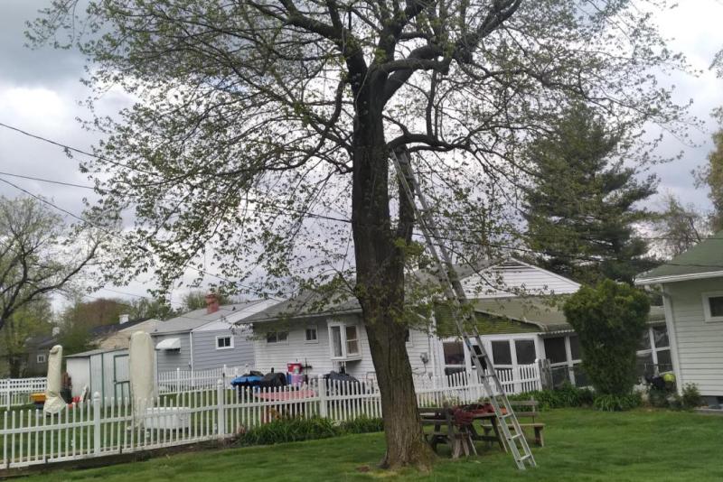 Tree Trimming &amp; Pruning&nbsp;