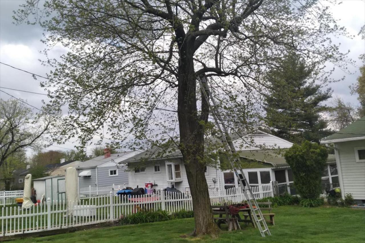 Tree Trimming & Pruning 